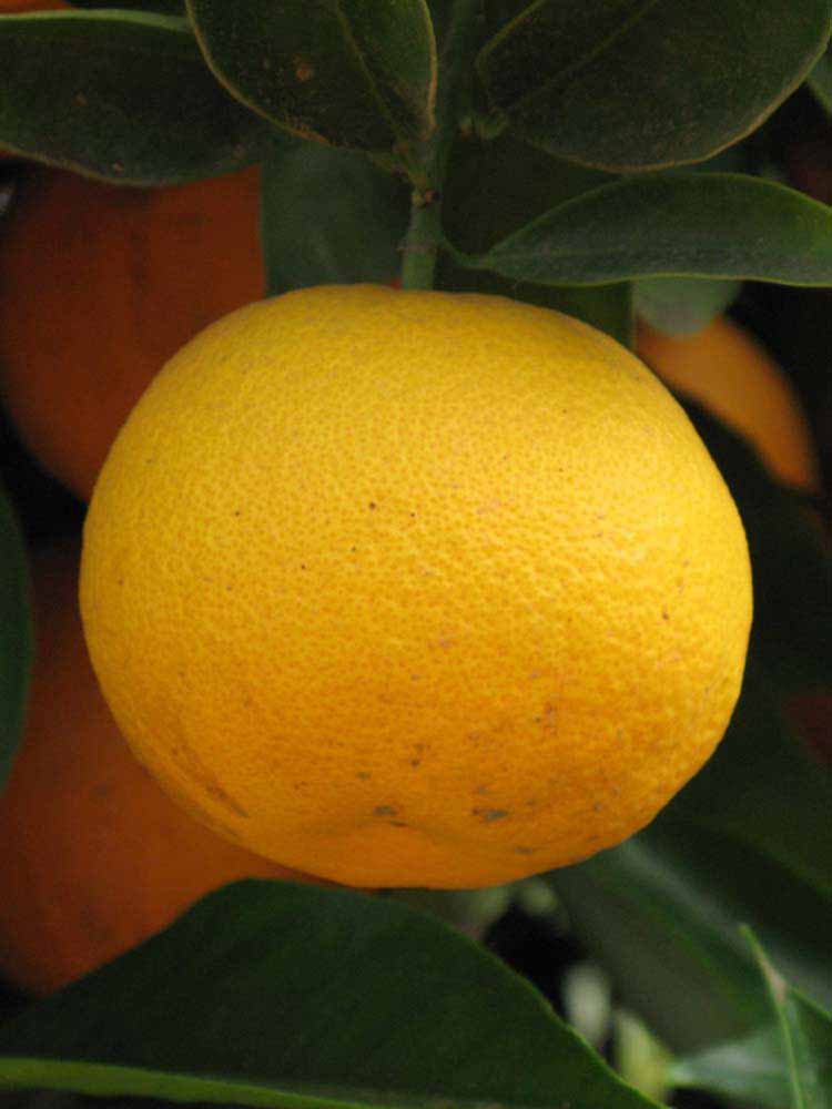            Fruit (Riverside, CA)   